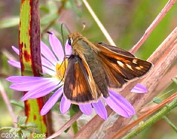 Sachem (Atalopedes campestris)