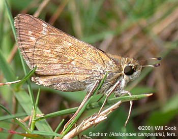 Sachem (Atalopedes campestris)