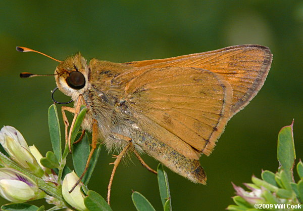 Sachem (Atalopedes campestris)