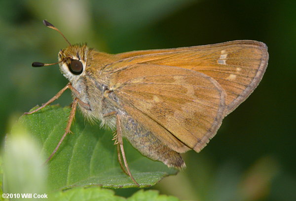 Sachem (Atalopedes campestris)