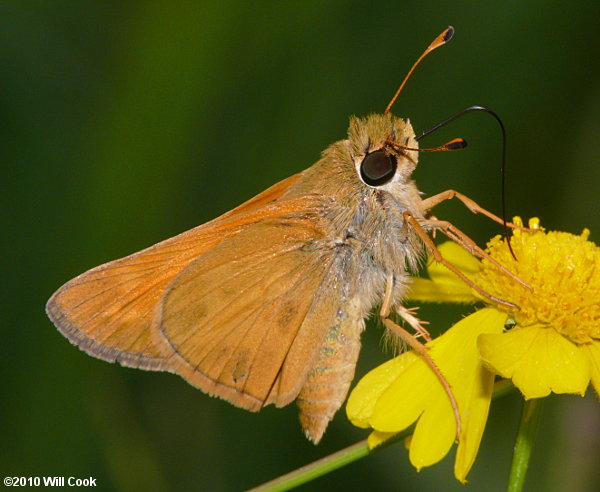 Sachem (Atalopedes campestris)