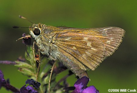 Sachem (Atalopedes campestris)