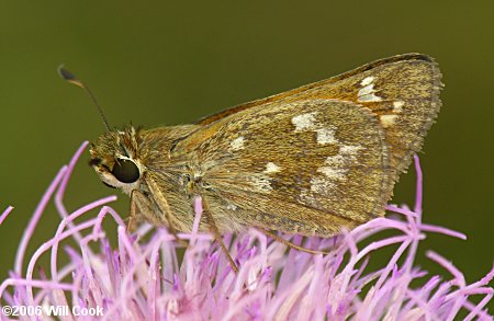 Sachem (Atalopedes campestris)