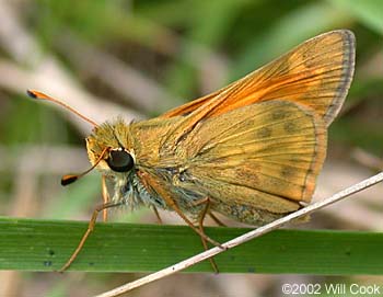 Sachem (Atalopedes campestris)