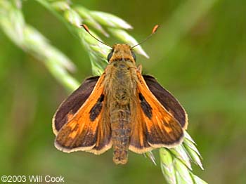 Sachem (Atalopedes campestris)
