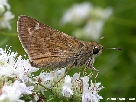 Sachem (Atalopedes campestris)