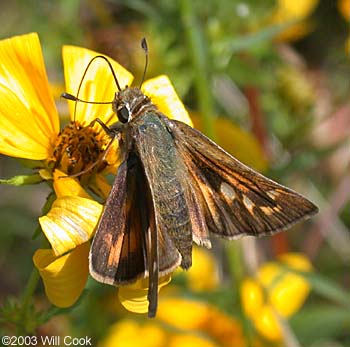 Sachem (Atalopedes campestris)