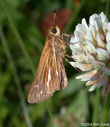 Salt Marsh Skipper (Panoquina panoquin)