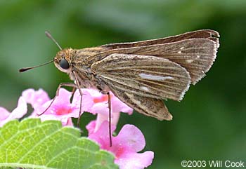 Salt Marsh Skipper (Panoquina panoquin)