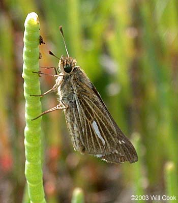 Salt Marsh Skipper (Panoquina panoquin)