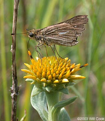 Salt Marsh Skipper (Panoquina panoquin)