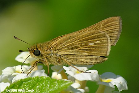 Salt Marsh Skipper (Panoquina panoquin)