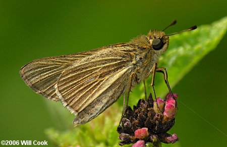 Salt Marsh Skipper (Panoquina panoquin)