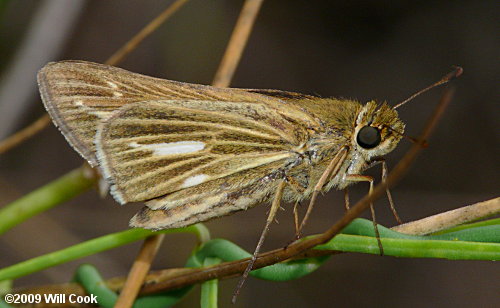 Salt Marsh Skipper (Panoquina panoquin)