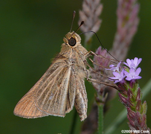 Salt Marsh Skipper (Panoquina panoquin)