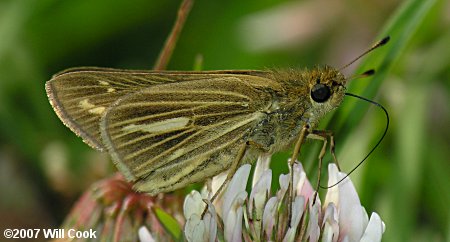 Salt Marsh Skipper (Panoquina panoquin)