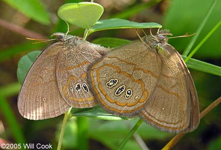 Helicta Satyr (Neonympha helicta)