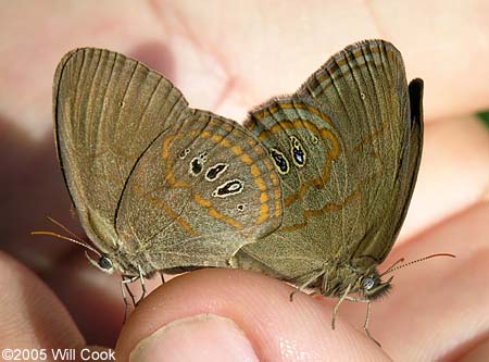 Helicta Satyr (Neonympha helicta)