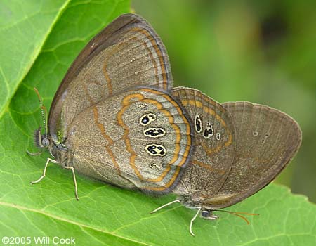 Helicta Satyr (Neonympha helicta)