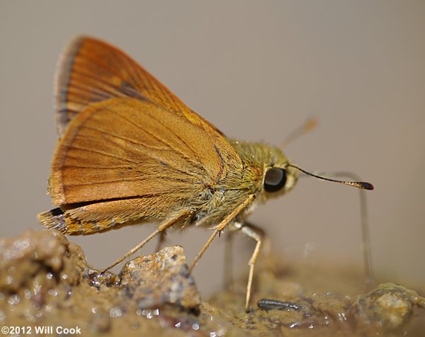 Southern Broken-Dash (Wallengrenia otho)