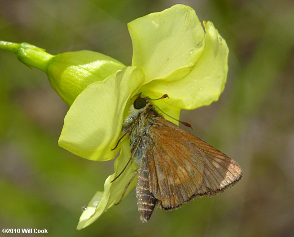 Southern Broken-Dash (Wallengrenia otho)