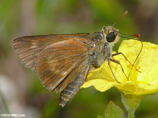 Southern Broken-Dash (Wallengrenia otho)