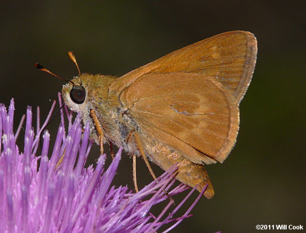 Southern Broken-Dash (Wallengrenia otho)