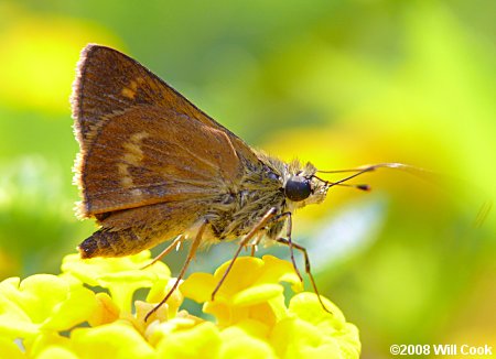 Southern Broken-Dash (Wallengrenia otho)