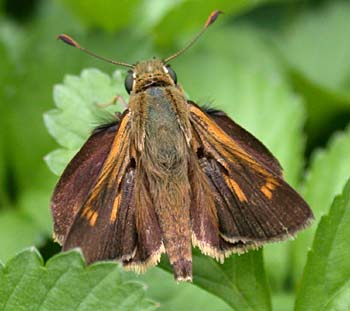 Southern Broken-Dash (Wallengrenia otho)