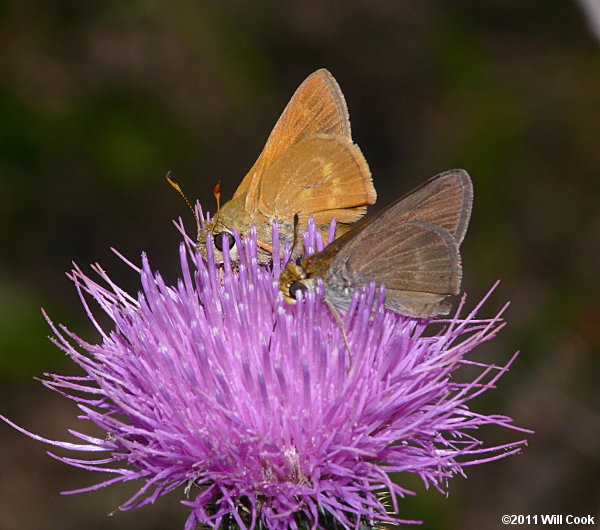 Southern Broken-Dash (Wallengrenia otho) Dun Skipper (Euphyes vestris)