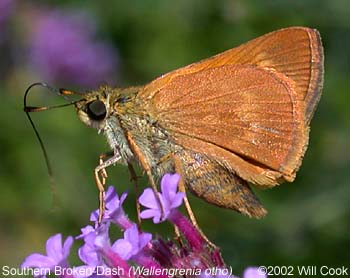 Southern Broken-Dash (Wallengrenia otho)