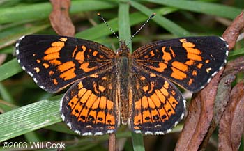 Silvery Checkerspot (Chlosyne nycteis)