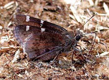 Southern Cloudywing (Thorybes bathyllus)