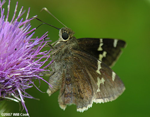 Southern Cloudywing (Thorybes bathyllus)