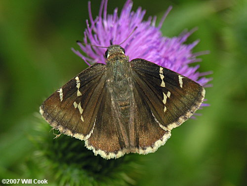 Southern Cloudywing (Thorybes bathyllus)