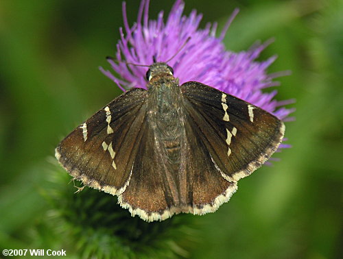 Southern Cloudywing (Thorybes bathyllus)