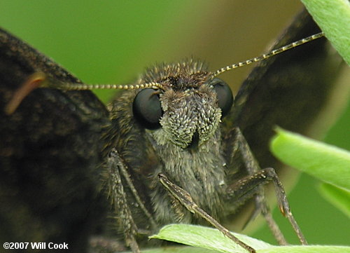 Southern Cloudywing (Thorybes bathyllus)