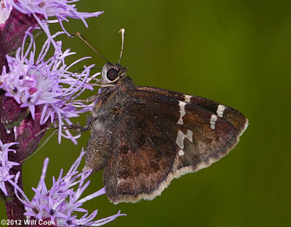 Southern Cloudywing (Thorybes bathyllus)