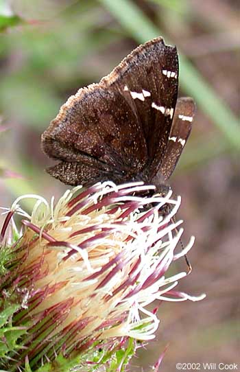 Southern Cloudywing (Thorybes bathyllus)