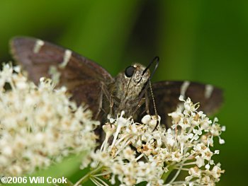 Southern Cloudywing (Thorybes bathyllus)