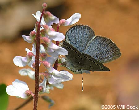 Silvery Blue (Glaucopsyche lygdamus)