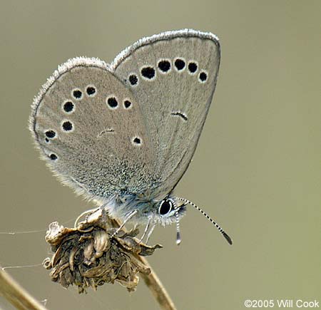 Silvery Blue (Glaucopsyche lygdamus)