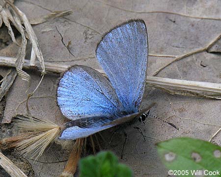 Silvery Blue (Glaucopsyche lygdamus)
