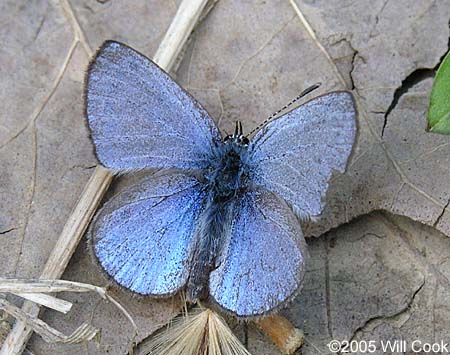 Silvery Blue (Glaucopsyche lygdamus)