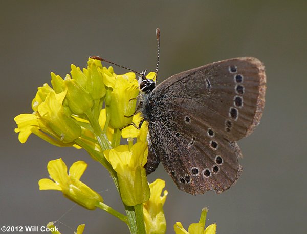 Silvery Blue (Glaucopsyche lygdamus)