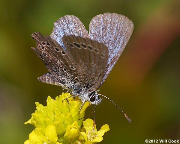 Silvery Blue (Glaucopsyche lygdamus)