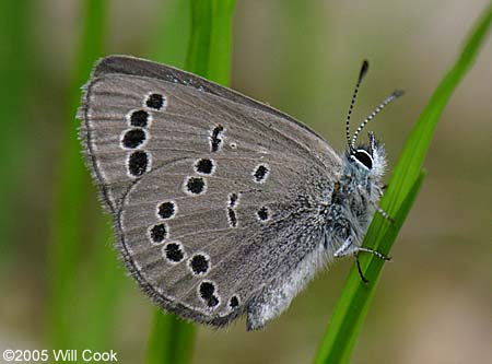 Silvery Blue (Glaucopsyche lygdamus)