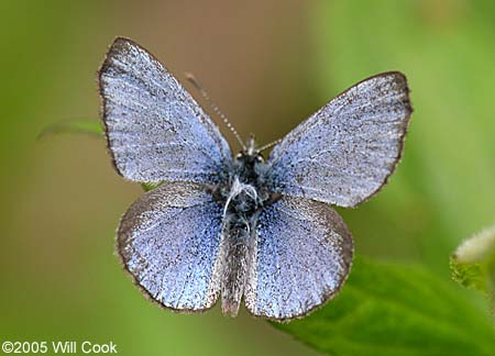 Silvery Blue (Glaucopsyche lygdamus)