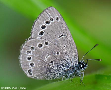 Silvery Blue (Glaucopsyche lygdamus)