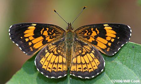 Silvery Checkerspot (Chlosyne nycteis)